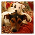 Spedisci la cartolina "2 Jack Russell"