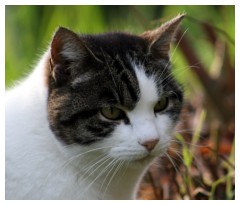 Sguardo felino