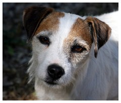 Jack Russell a pelo lungo