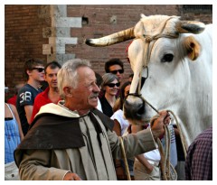 Palio di Siena: i buoi del Carroccio