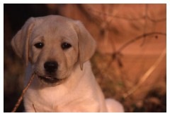 Penny, quando era ancora un cucciolo