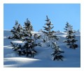 Spedisci la cartolina "Piccoli abeti dopo una nevicata in Val Gardena"