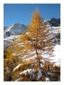 Spedisci la cartolina "Larici in autunno, fra poco si risveglieranno anche loro"