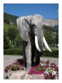 Spedisci la cartolina "Un elefante sulle Dolomiti"