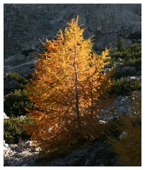 Larici in autunno