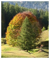 Alberi in autunno