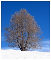 Un albero sulla neve