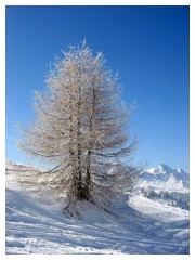 Alberi di neve