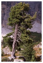 Un pino sulle rocce