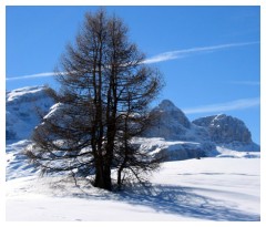 Alberi in quota