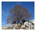 Spedisci la cartolina "Un Faggio verso il cielo"