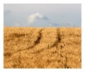 Spedisci la cartolina "Strade sui campi di grano"