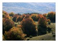 Spedisci la cartolina "Dal verde al rosso, passando per il giallo"