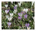 Spedisci la cartolina "Fioritura di crocus multicolore"