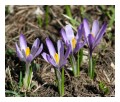 Spedisci la cartolina "Fioritura di Crocus"