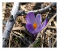 Spedisci la cartolina "Crocus fiorito nel sottobosco"