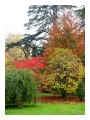 Spedisci la cartolina "Ultimi colori dell'autunno in giardino"