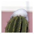 Spedisci la cartolina "Neve sui cactus"