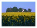 Spedisci la cartolina "Una casa tra i girasoli"