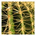 Spedisci la cartolina "Spine di cactus"