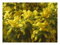 Spedisci la cartolina "Mimosa fiorita"