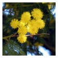 Spedisci la cartolina "I fiori della Mimosa"