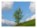 Spedisci la cartolina "Un albero verso il cielo"