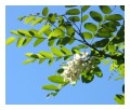 Spedisci la cartolina "I fiori di acacia"