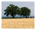 Spedisci la cartolina "Due alberi in fondo al campo di grano"