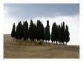 Spedisci la cartolina "Cipressi vicino a San Quirico d'Orcia"