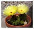 Spedisci la cartolina "Tre cactus e due 2 fiori"