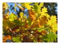 Spedisci la cartolina "Foglie di quercia in autunno"