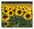 Spedisci la cartolina "Un campo di girasoli"