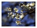 Spedisci la cartolina "Mandorli fioriti in primavera"