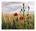 Spedisci la cartolina "Umbria: papaveri e grano"