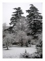 Spedisci la cartolina "La prima nevicata in giardino"