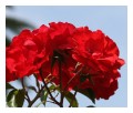 Spedisci la cartolina "Rose rosse"