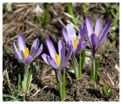 Fioritura di Crocus