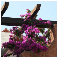 Bouganvillea