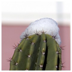 Neve sui cactus