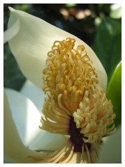 Il fiore di una magnolia