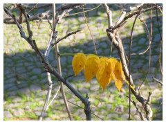 L'inverno  arrivato, le ultime foglie del glicine