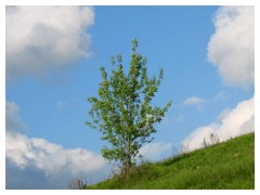 Un albero verso il cielo