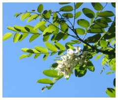 I fiori di acacia