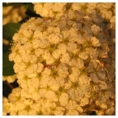 Fiorellini bianchi alla luce del tramonto