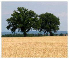 Due alberi in fondo al campo di grano