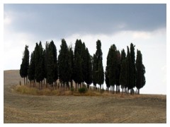 Cipressi vicino a San Quirico d'Orcia