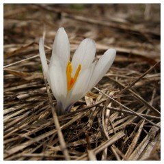 E' proprio arrivata la primavera