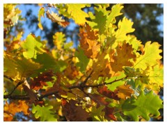 Foglie di quercia in autunno