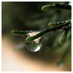 Dentro una goccia d'acqua